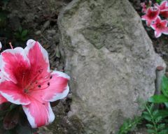 Tapeta Nature Flowers 228.jpg